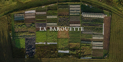 SALSA TAQUERA DOUCE À LA CORIANDRE | FERME LA BAROUETTE | 575 ML