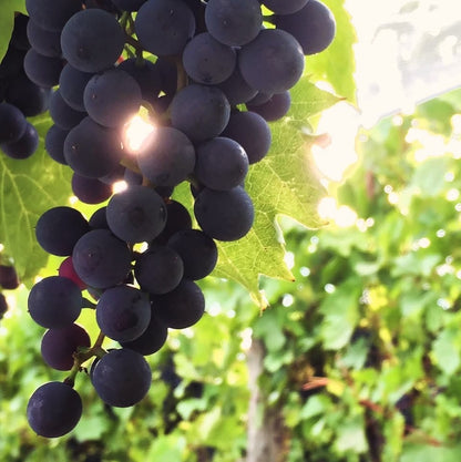 AU VIGNOBLE D'ORFORD | PASSE DE L'OURS 2021 | VIN FORTIFIÉ | 500 ML